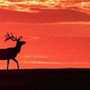 Bull Elk At Sunrise Art Print
