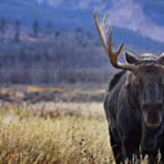 Bull Moose Life Art Print