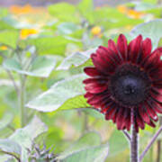 Burgundy Red Sunflower Art Print