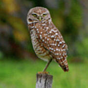 Burrowing Owl Art Print