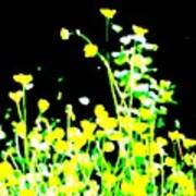 Buttercups Art Print