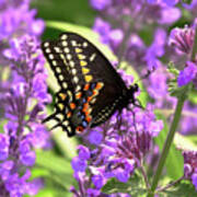 Butterfly - American Swallowtail On Kit Cat Flowers Art Print