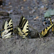 Butterfly Nation Swallowtail Butterflies Ii Art Print