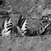Butterfly Nation Swallowtail Butterflies Black And White Art Print