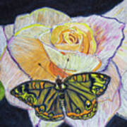 Butterfly On A Rose Art Print