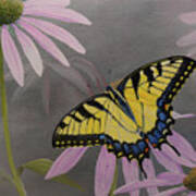 Butterfly On Coneflower Art Print