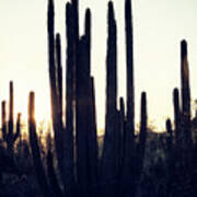 Cacti Cactus Collection - Against The Light Ii Art Print