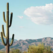 Cacti Cactus Collection - Saguaro Tucson Art Print