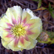 Cactus Blossom Art Print