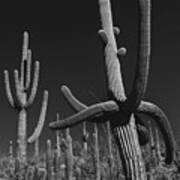 Cactus Forest Art Print