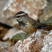 Cactus Wren H24160 Art Print