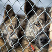 Caged Husky Sled Dogs In Svalbard Art Print