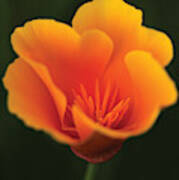 California Poppy Art Print