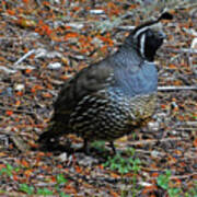 California Quail Art Print