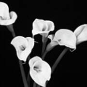 Calla Lillies X 6 Black And White Art Print