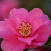 Pink Camellia Ii Art Print