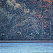 Canada Geese Flock Gliding In Art Print