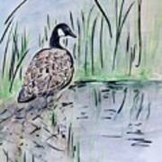 Canada Goose By Waterside Art Print