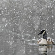 Canadian Goose In Snow 2 Art Print