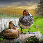 Canvasback Duck Pair By A Pond At Sunset Art Print
