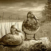 Canvasback Duck Pair By A Pond In Sepia Tone Art Print