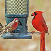 Cardinal And House Finch 85 Art Print