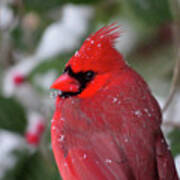 Cardinal In Snowy Holly Tree Art Print