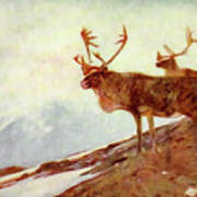 Caribou Art Print