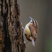 Carolina Wren Art Print