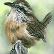 Carolina Wren Perky Bird Portrait Art Print