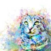 Cat 674 Art Print
