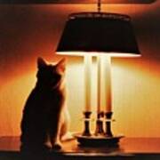 Cat Lamp Art Print