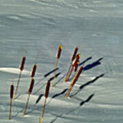 Cattails In The Snow I Art Print