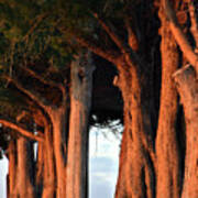 Cemetery Sentinels Art Print