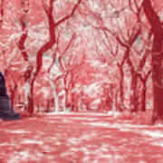 Central Park In Pink Art Print