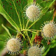 Cephalanthus Occidentalis Art Print