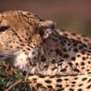 Cheetah Looking For Prey Art Print