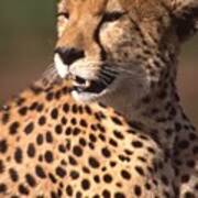Cheetah Profile Art Print