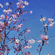 Cherry Blossom Branches Art Print