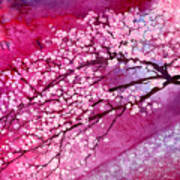 Cherry Blossoms - In Bloom Art Print