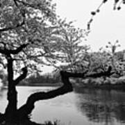 Cherry Blossoms Tree Rainy Day Art Print