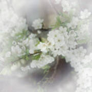 Spring Cherry Blossom 2 Art Print