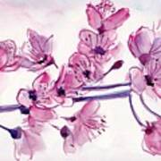 Cherry Flowers Art Print