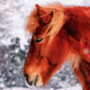 Chestnut Horse In The Snow Art Print