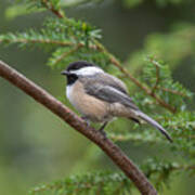 Chickadee In The Pines Art Print