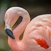 Chilean Flamingo Portrait Art Print
