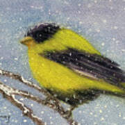 Chilly Goldfinch Art Print