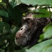 Chimpanzee In Virunga Art Print