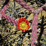 Cholla Cactus Blossom Art Print
