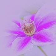 Clematis Art Print